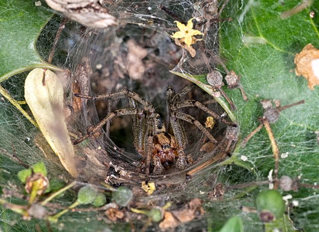 Agelenidae: Agelena labyrinthica, maschio subadulto - Lunigiana